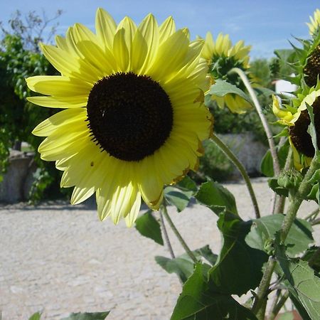 Vimieiro Quinta Da Abrunheira公寓 外观 照片